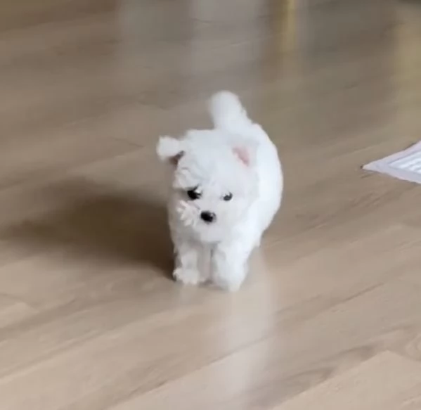 Maltese Toy cuccioli maschio e femmina | Foto 0