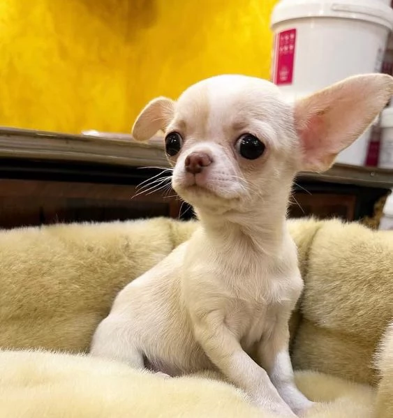  Chihuahua Toy cuccioli maschio e femmina | Foto 0