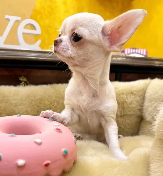  Chihuahua Toy cuccioli maschio e femmina