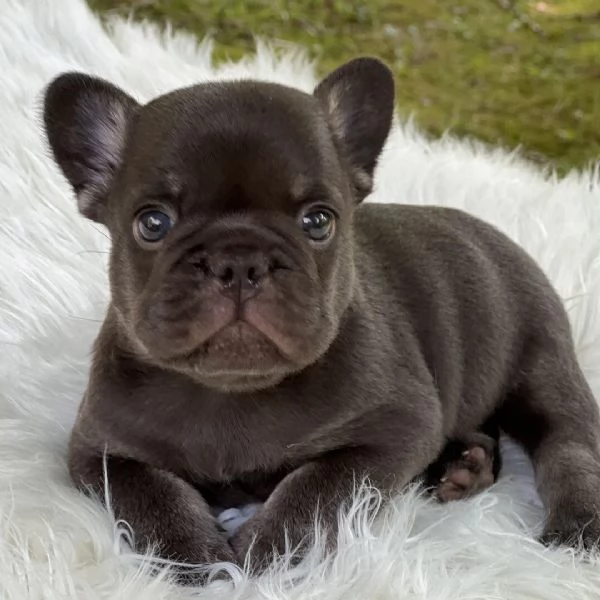 Bulldog Francese cuccioli maschio e femmina