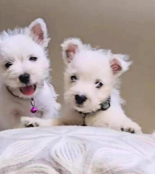 West Highland White Terrier cuccioli maschio e femmina