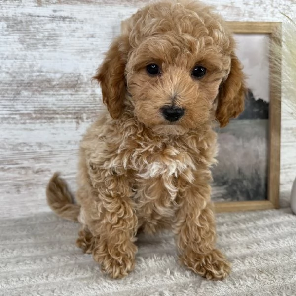 Maltipoo nana cuccioli maschio e femmina | Foto 0