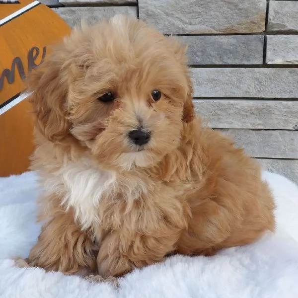 Maltipoo nana cuccioli maschio e femmina