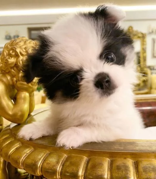 Pomeranian Toy cuccioli maschio e femmina | Foto 0