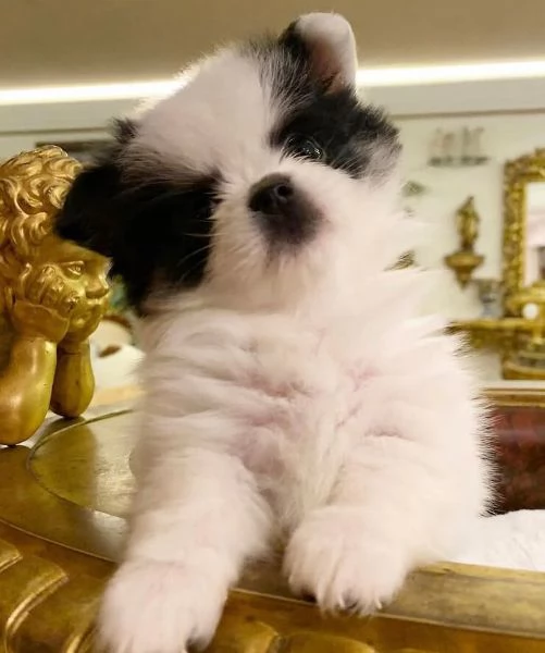 Pomeranian Toy cuccioli maschio e femmina