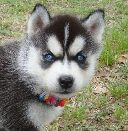 Siberian Husky cuccioli maschio e femmina | Foto 1