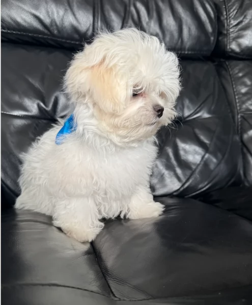 cucciolo di Maltese toy picola razza per adozione | Foto 5