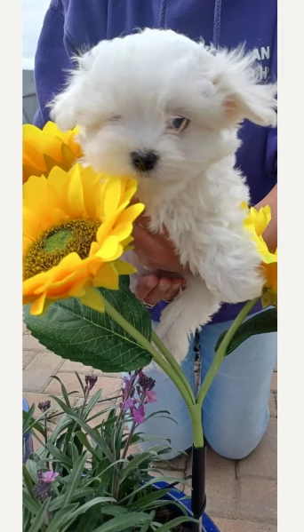cucciolo di Maltese toy picola razza per adozione | Foto 2