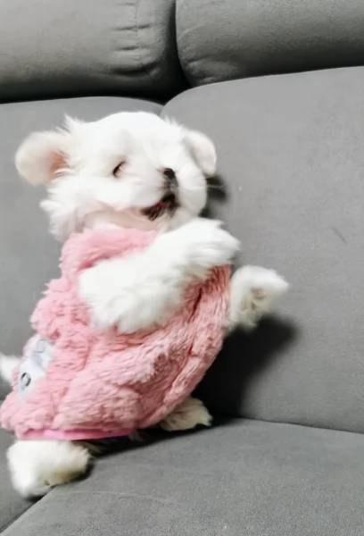 cucciolo di Maltese toy picola razza per adozione | Foto 1