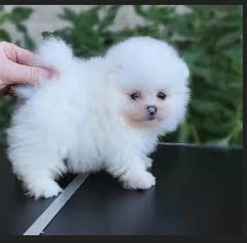  Pomeranian Toy cuccioli maschio e femmina mini toy per adozione | Foto 3