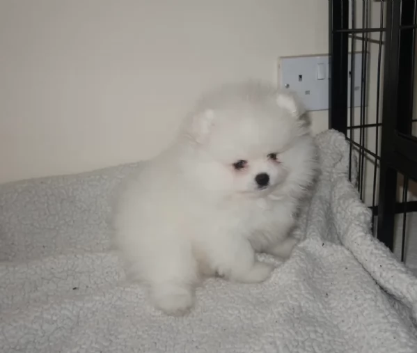  Pomeranian Toy cuccioli maschio e femmina mini toy per adozione