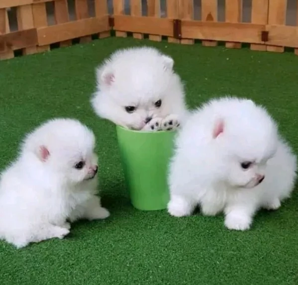  Pomerania Toy cuccioli maschio e femmina per adozione | Foto 2