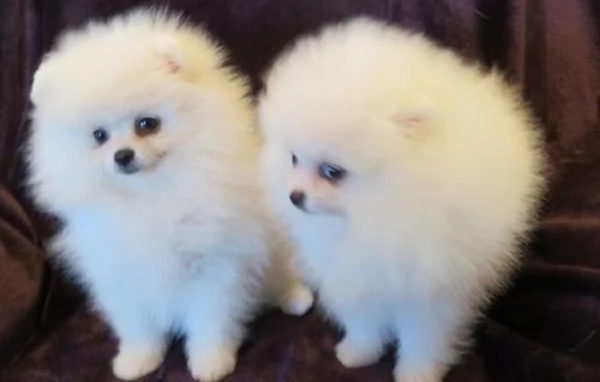  Pomerania Toy cuccioli maschio e femmina per adozione | Foto 0