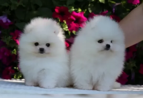  Pomerania Toy cuccioli maschio e femmina per adozione | Foto 4