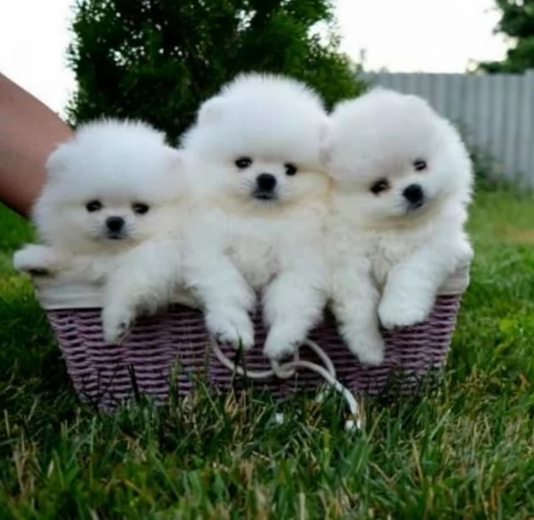  Pomerania Toy cuccioli maschio e femmina per adozione | Foto 3
