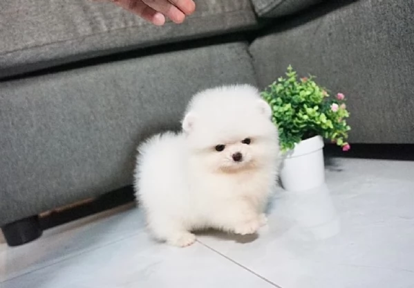  Pomerania Toy cuccioli maschio e femmina per adozione | Foto 1