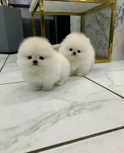  Pomerania Toy cuccioli maschio e femmina per adozione | Foto 0