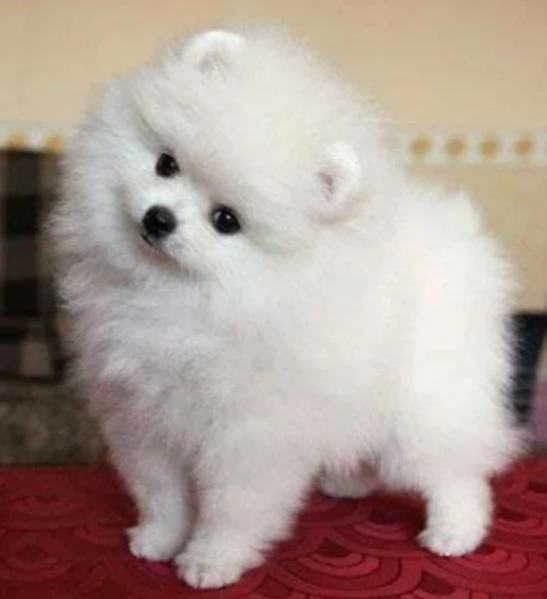  Pomerania Toy cuccioli maschio e femmina per adozione | Foto 6