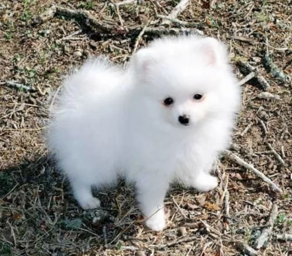  Pomerania Toy cuccioli maschio e femmina per adozione | Foto 5