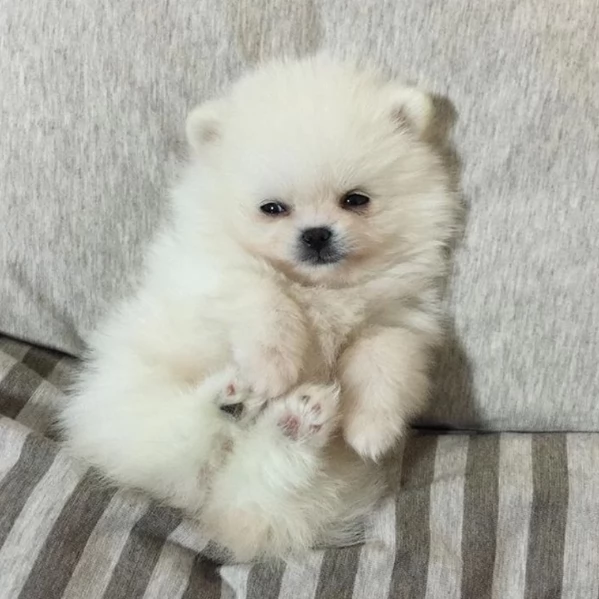  Pomerania Toy cuccioli maschio e femmina per adozione