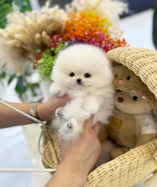  Pomerania Toy cuccioli maschio e femmina per adozione | Foto 1