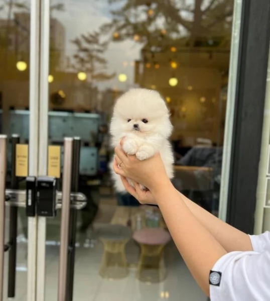  Pomerania Toy cuccioli maschio e femmina per adozione | Foto 0