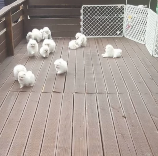  Pomerania Toy cuccioli maschio e femmina per adozione