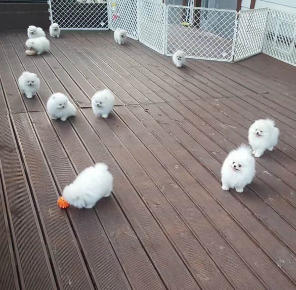 Pomerania Toy cuccioli maschio e femmina per adozione | Foto 0
