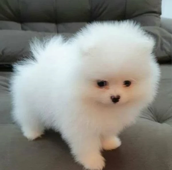  Pomerania Toy cuccioli maschio e femmina per adozione | Foto 2