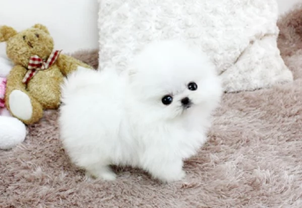  Pomerania Toy cuccioli maschio e femmina per adozione | Foto 1