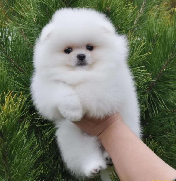  Pomerania Toy cuccioli maschio e femmina per adozione | Foto 0