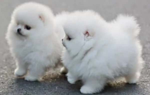  Pomerania Toy cuccioli maschio e femmina per adozione | Foto 2