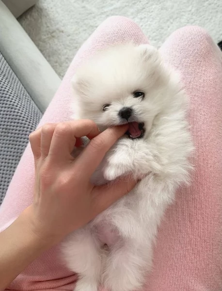  Pomerania Toy cuccioli maschio e femmina per adozione