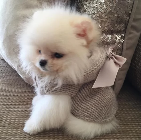  Pomerania Toy cuccioli maschio e femmina per adozione | Foto 2
