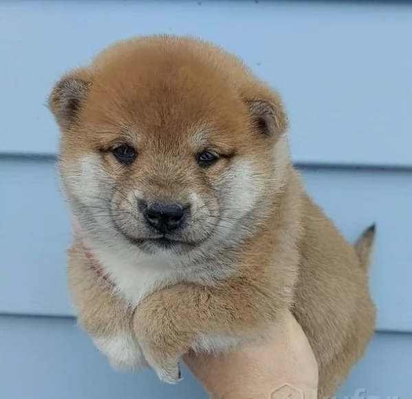  cuccioli shiba maschio e femmina per adozione | Foto 4