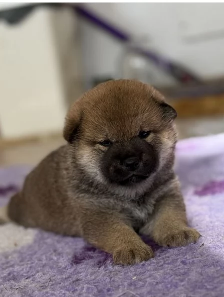  cuccioli shiba maschio e femmina per adozione | Foto 2