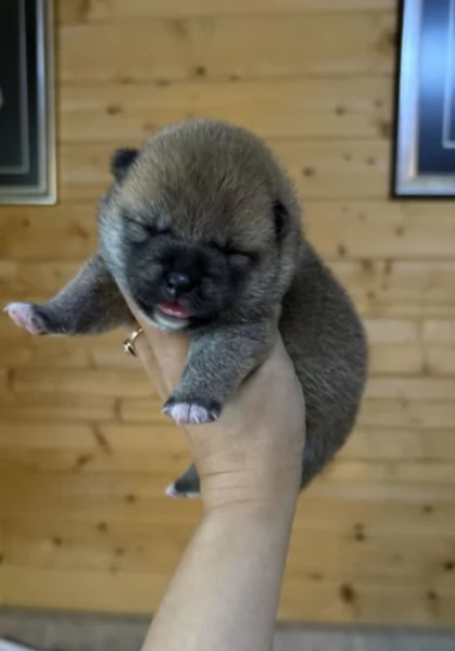  cuccioli shiba maschio e femmina per adozione