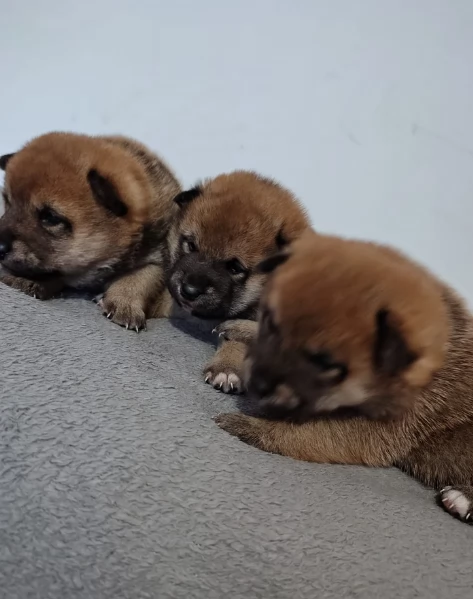  cuccioli shiba maschio e femmina per adozione | Foto 0