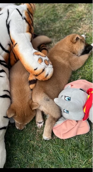  cuccioli shiba maschio e femmina per adozione | Foto 6