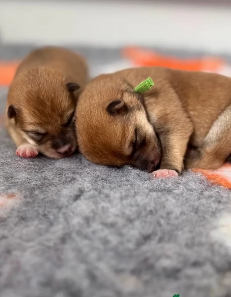  cuccioli shiba maschio e femmina per adozione | Foto 3