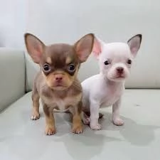 Chihuahua 