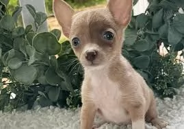 Chihuahua  | Foto 1