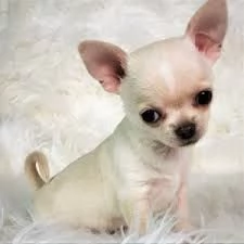 Chihuahua  | Foto 0