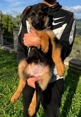 Bellissima Cucciola Femmina Pastore Tedesco Pelo Corto | Foto 0
