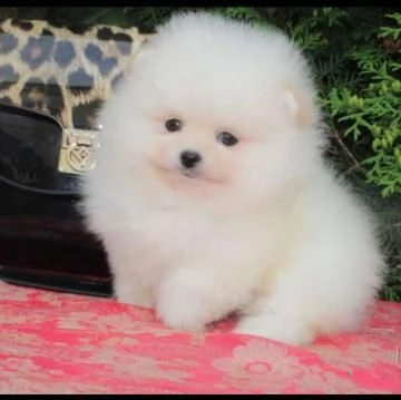 Dolci cuccioli di Spitz Pomerania disponibili | Foto 1