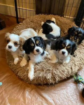 Cavalier King Charles in adozione | Foto 0