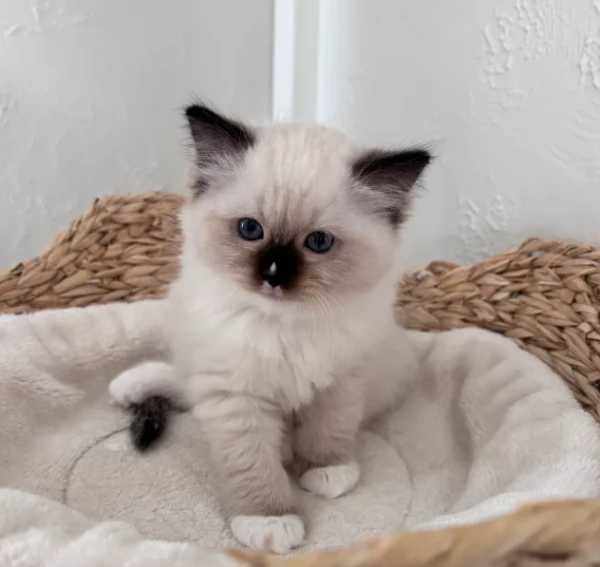 Deliziosa cucciolata di Gattini Ragdoll | Foto 1