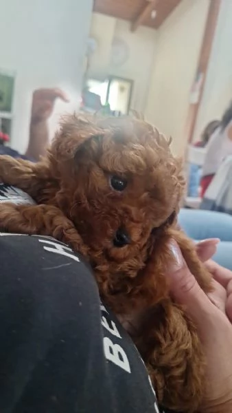Adorabili cuccioli di Barboncino  | Foto 1