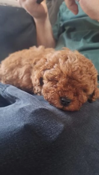 Adorabili cuccioli di Barboncino 