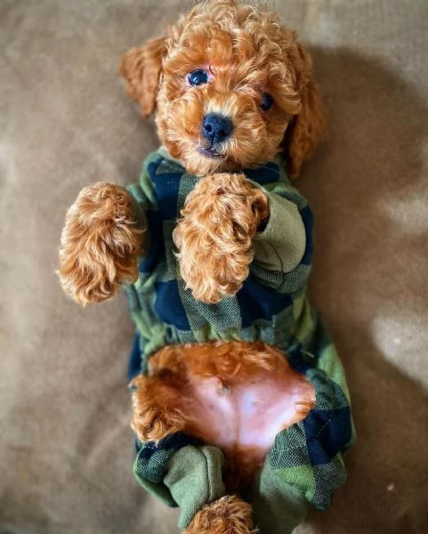 Cuccioli barboncino